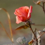 Obrezivanje ruža za zimu u predgrađu